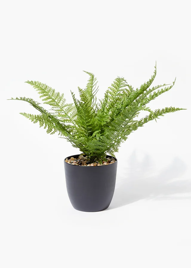 Fern in Pot