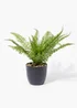 Fern in Pot Image 1