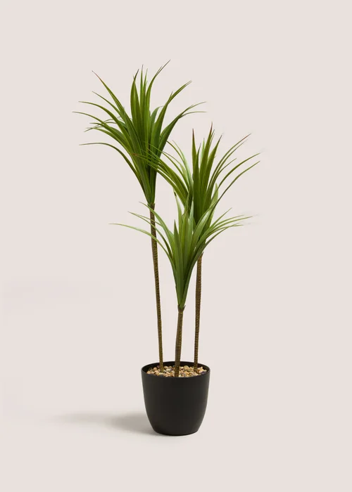 Tall Yucca Tree in Pot Image 1