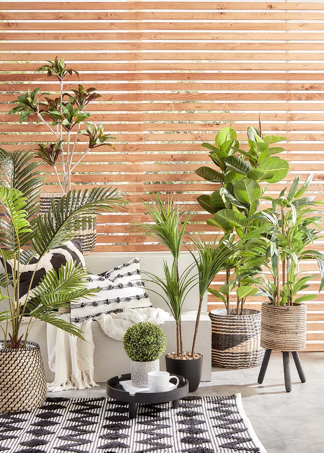 Tall Yucca Tree in Pot