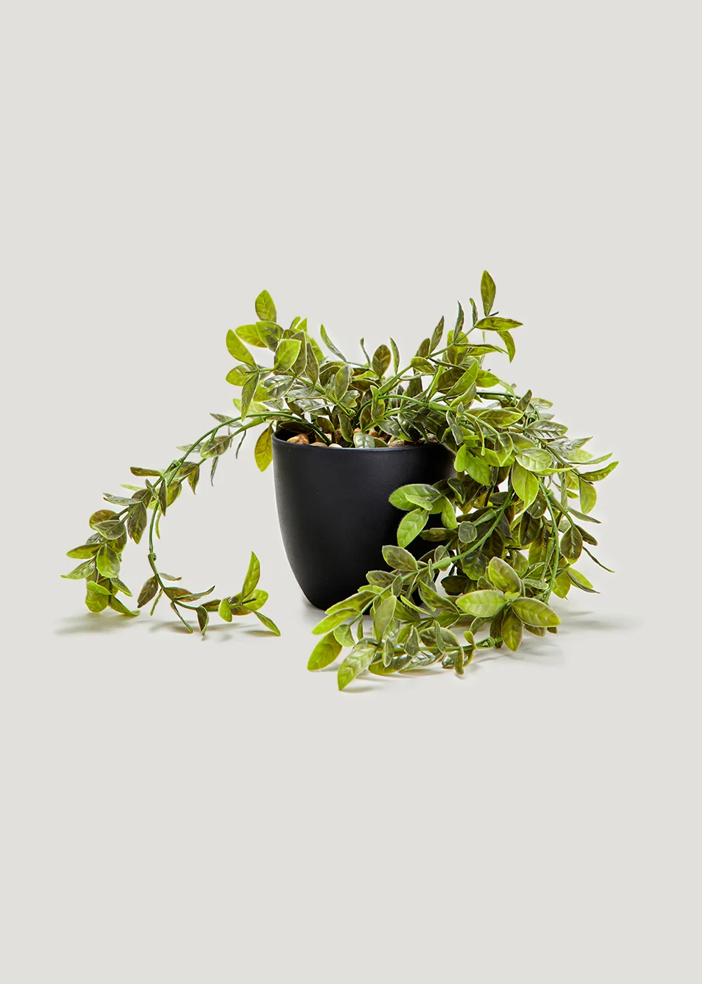 Trailing Plant in Black Pot Image 1