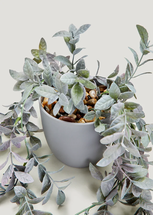 Trailing Plant in Grey Pot