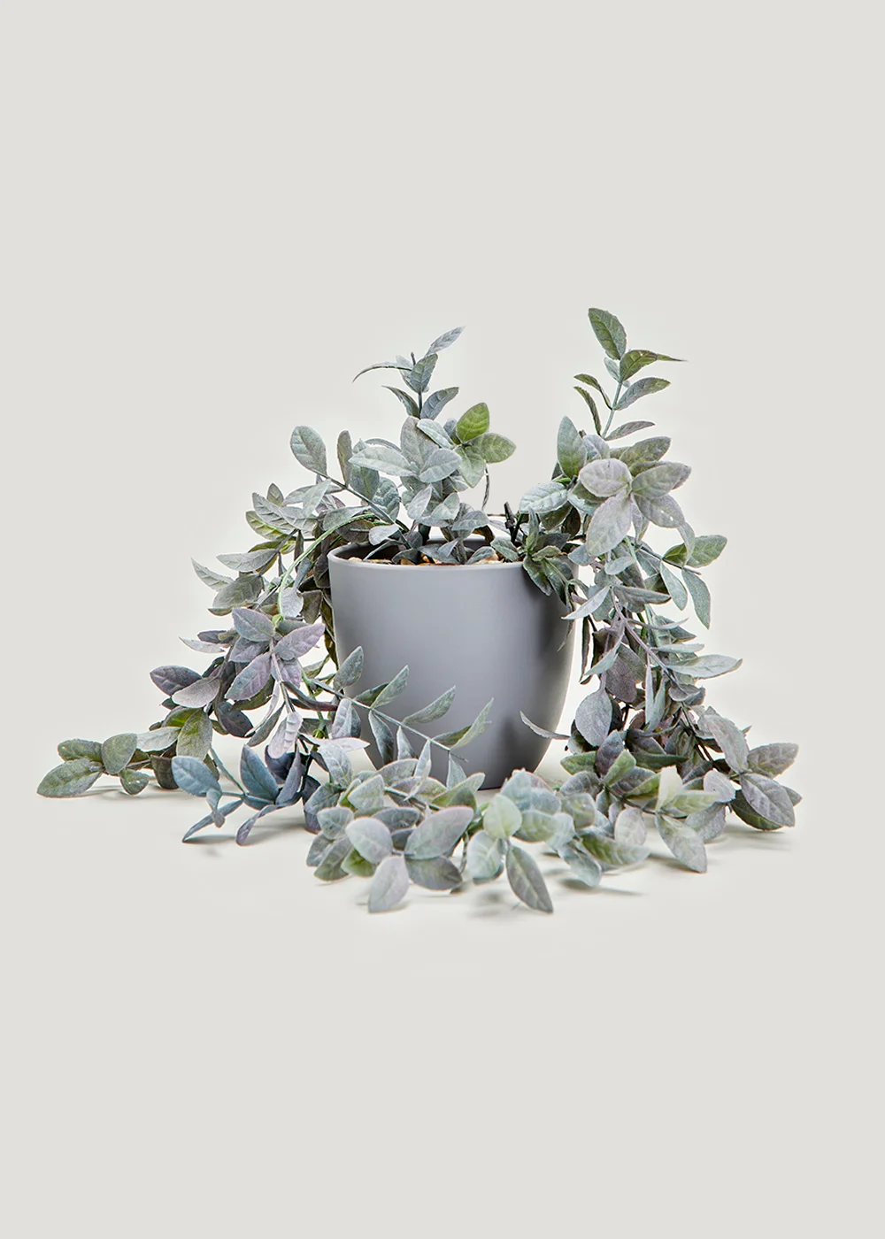Trailing Plant in Grey Pot Image 1