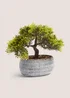 Loft Bonsai Tree Image 1