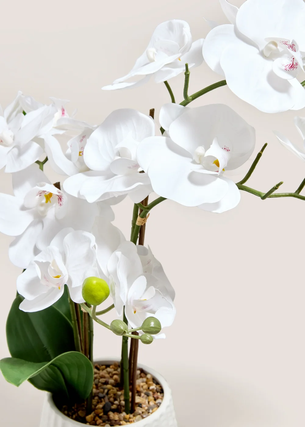 White Orchid In Ribbed Pot Image 2