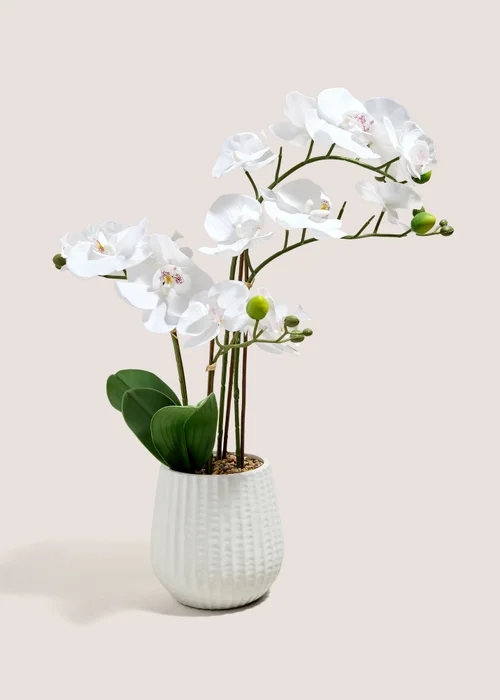 White Orchid In Ribbed Pot Image 1
