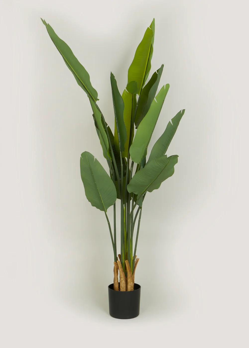 Green Banana Tree Image 1