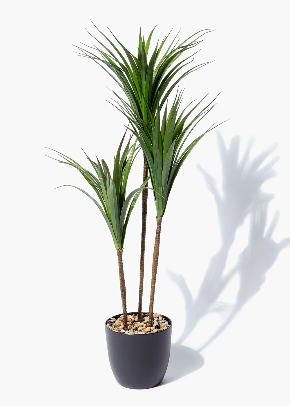 Dark Green Yukka Plant Image 1