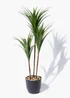 Dark Green Yukka Plant Image 1