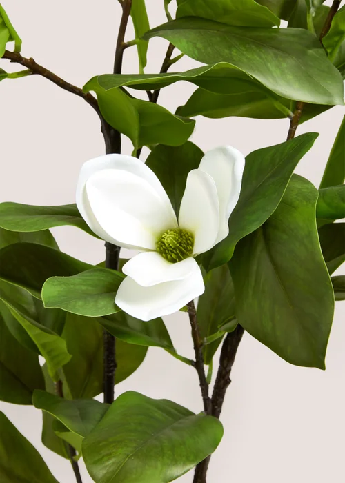 White Magnolia Tree Image 2