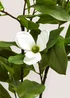 White Magnolia Tree Image 2
