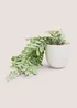 Trailing Plant In White Pot Image 1