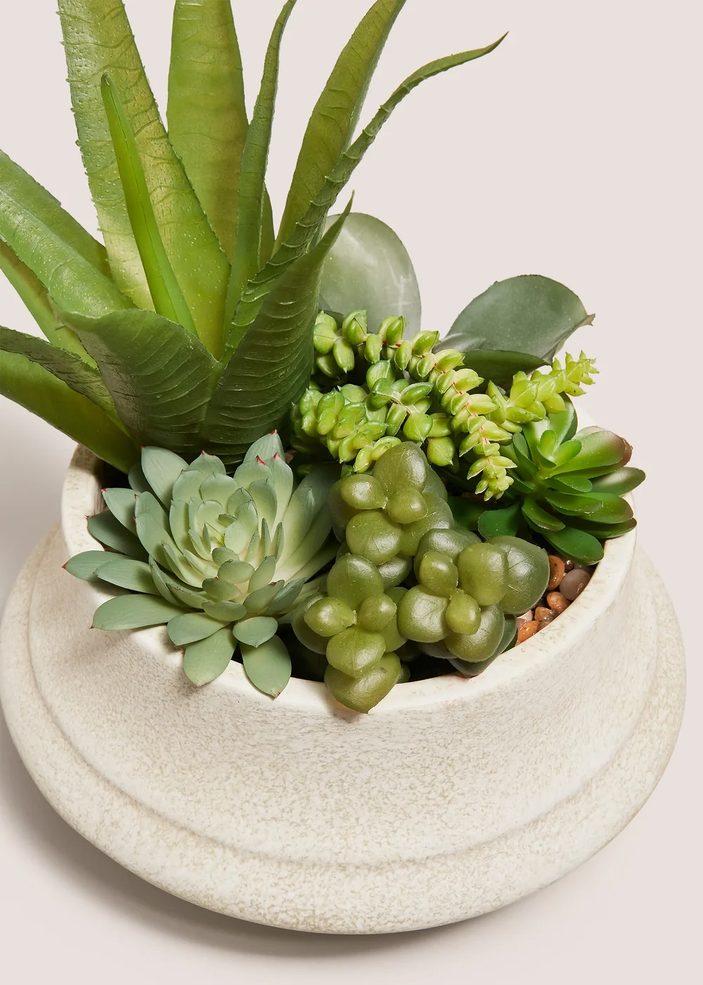 Agave In Cream Squat Pot Image 2