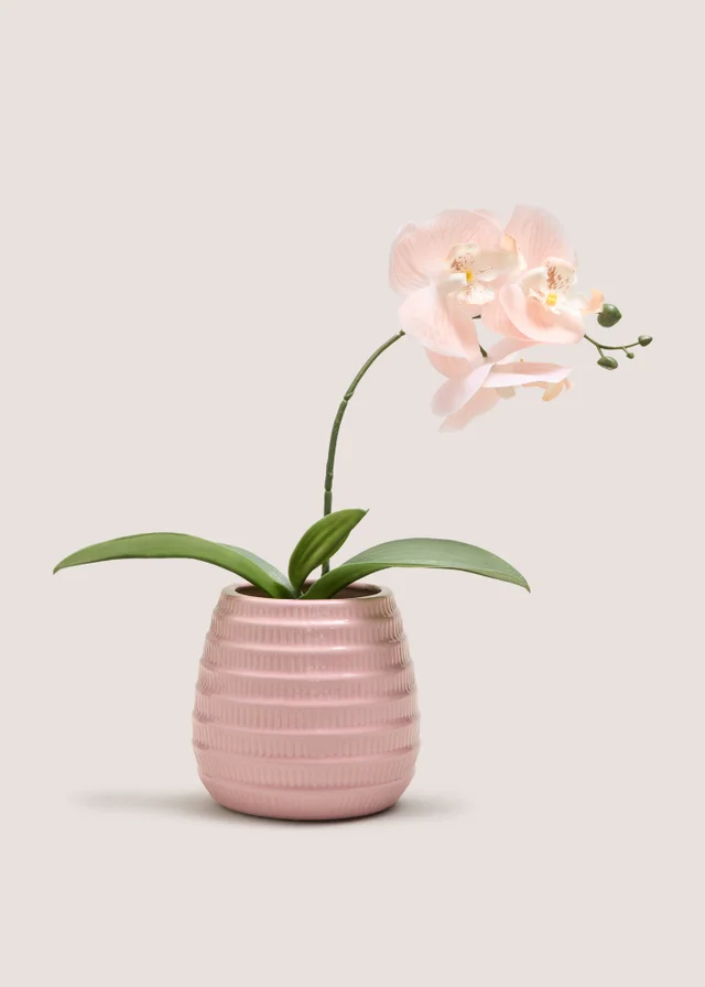 Pink Orchid In Pink Pot