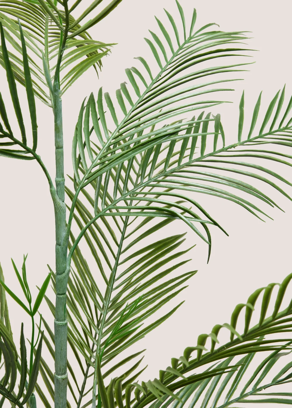 Fern Tree With Pot Image 2