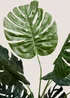 Monstera Plant With Pot Image 2