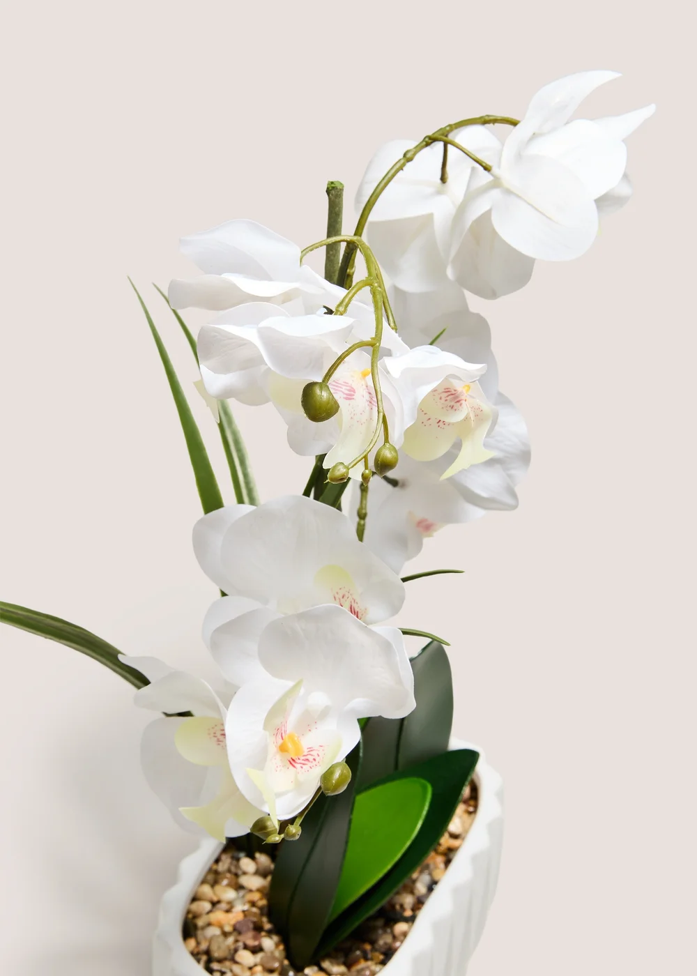White Planted Orchid Image 2