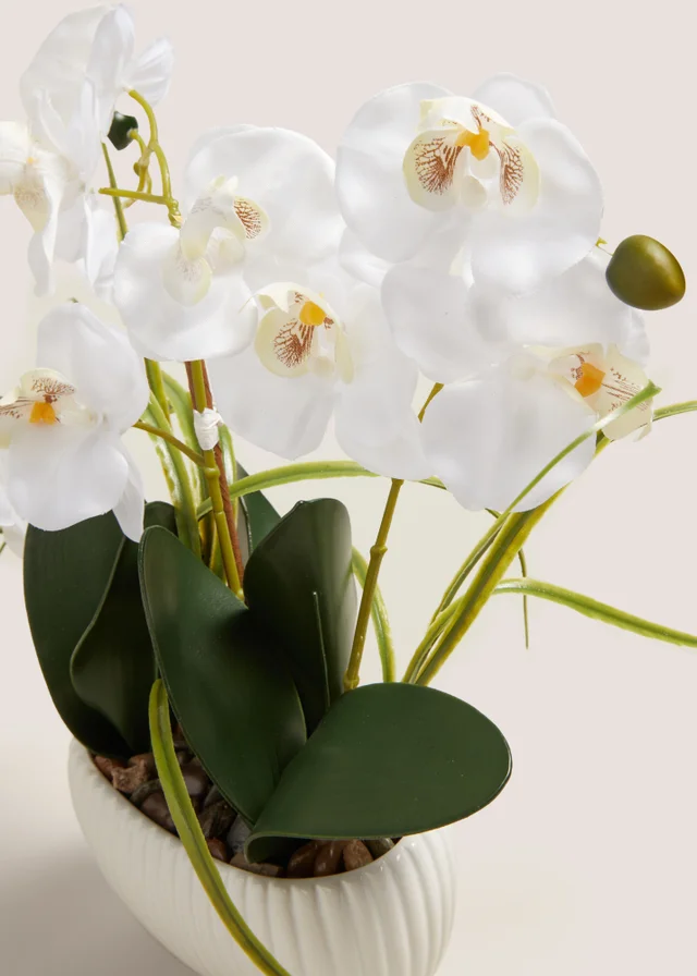 White Planted Orchid
