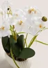 White Planted Orchid Image 2