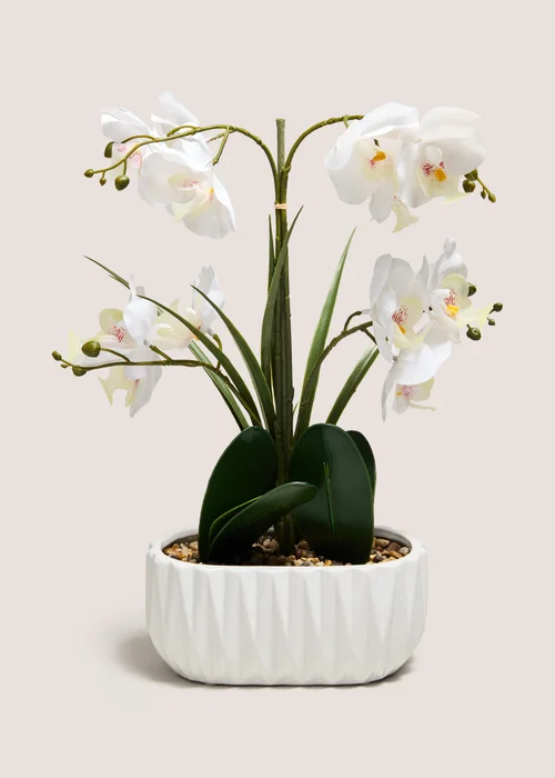 White Planted Orchid Image 1