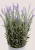 Lavender In Metal Pot Image 2