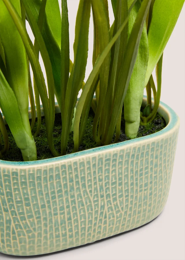 Green Tulip In Narrow Pot