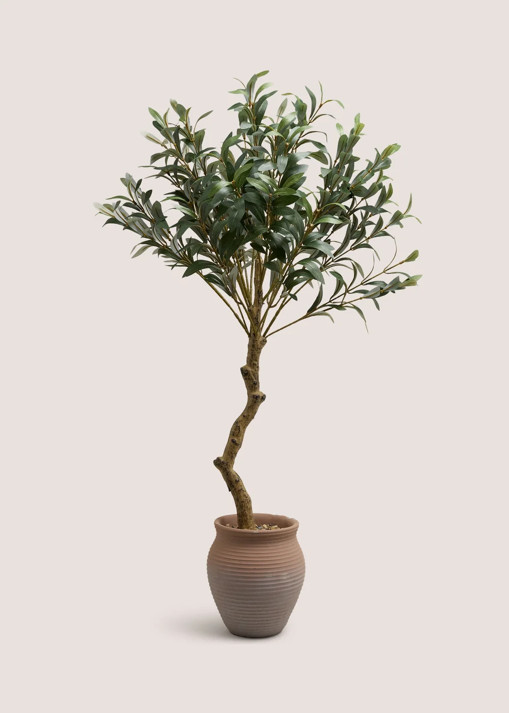 Large Olive Tree In Terracotta Pot Image 1