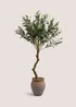 Large Olive Tree In Terracotta Pot Image 1