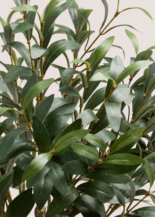Large Olive Tree In Terracotta Pot Image 2