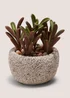 Succulent Rock Pot Image 1