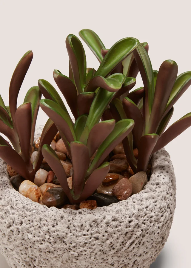 Succulent Rock Pot