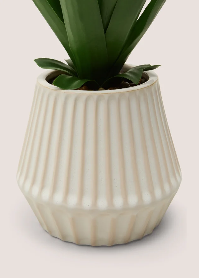 Aloe In Rib Ceramic Pot
