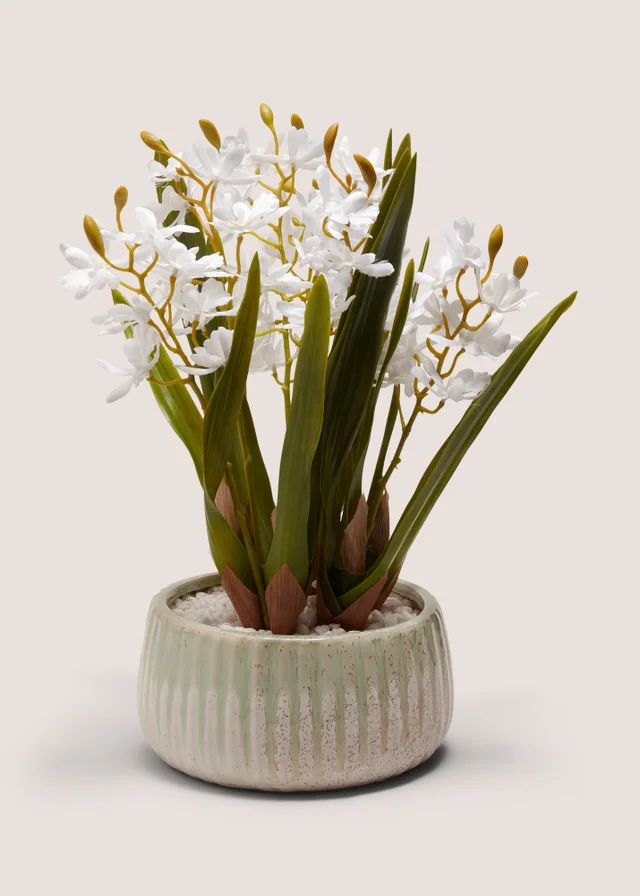 White Hyacinth Plant