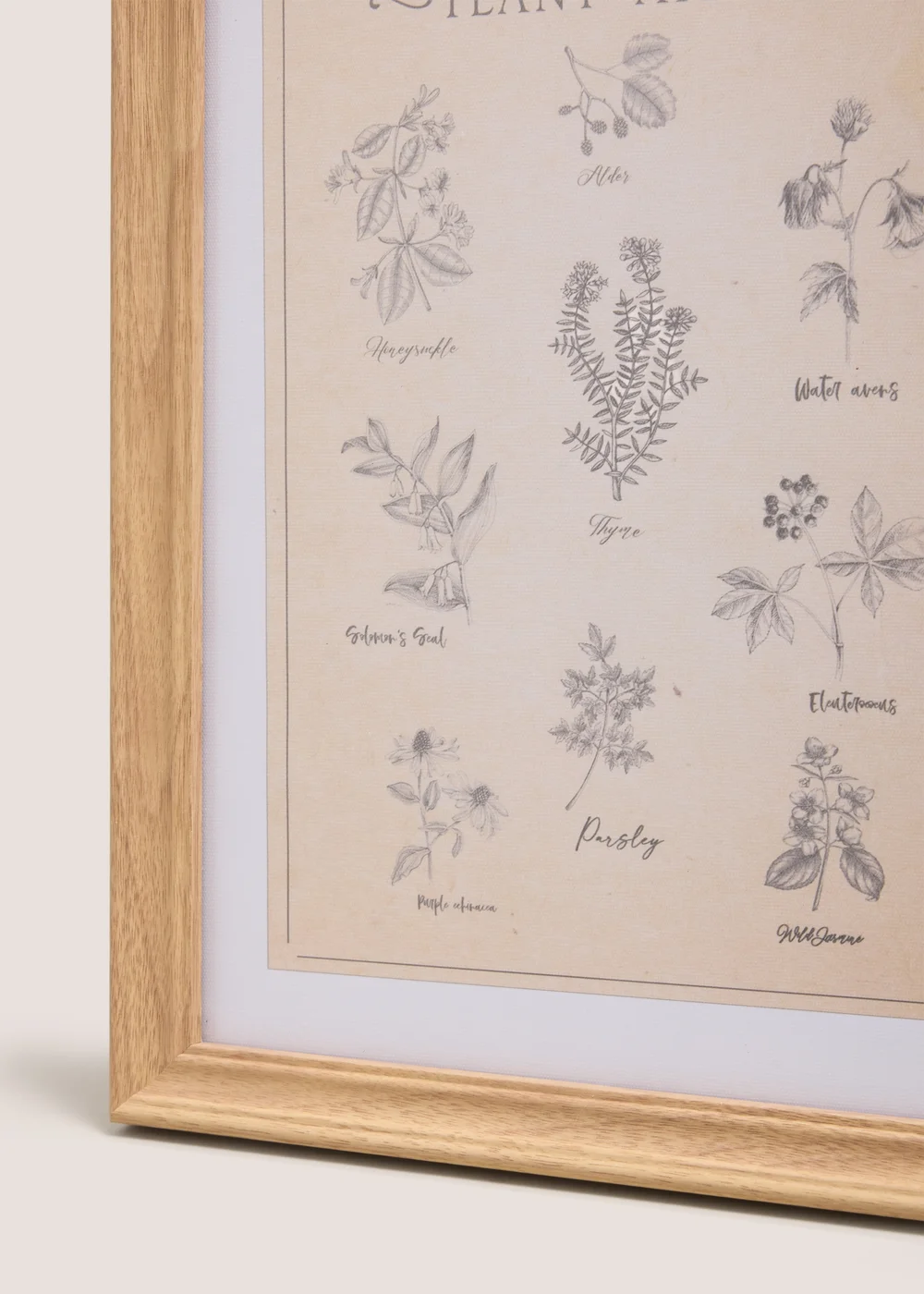 Vintage Botanical Wall Art Image 2