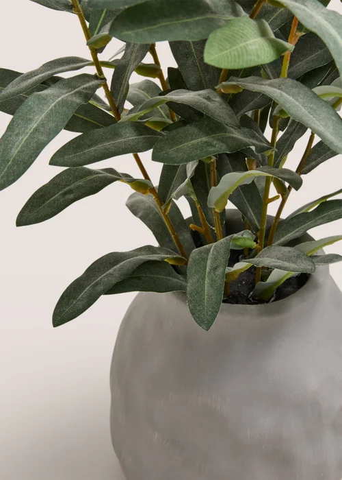 Green Plant in Grey Pot Image 2