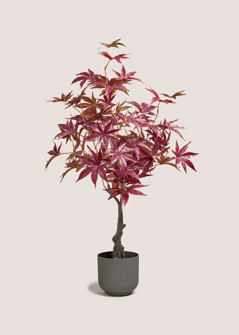 Burgundy Tree Image 1