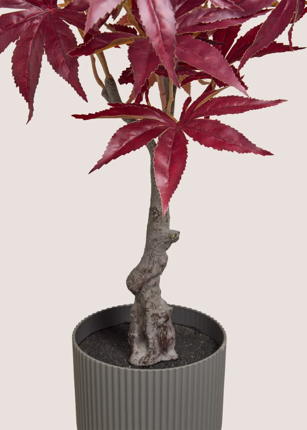 Burgundy Tree Image 2