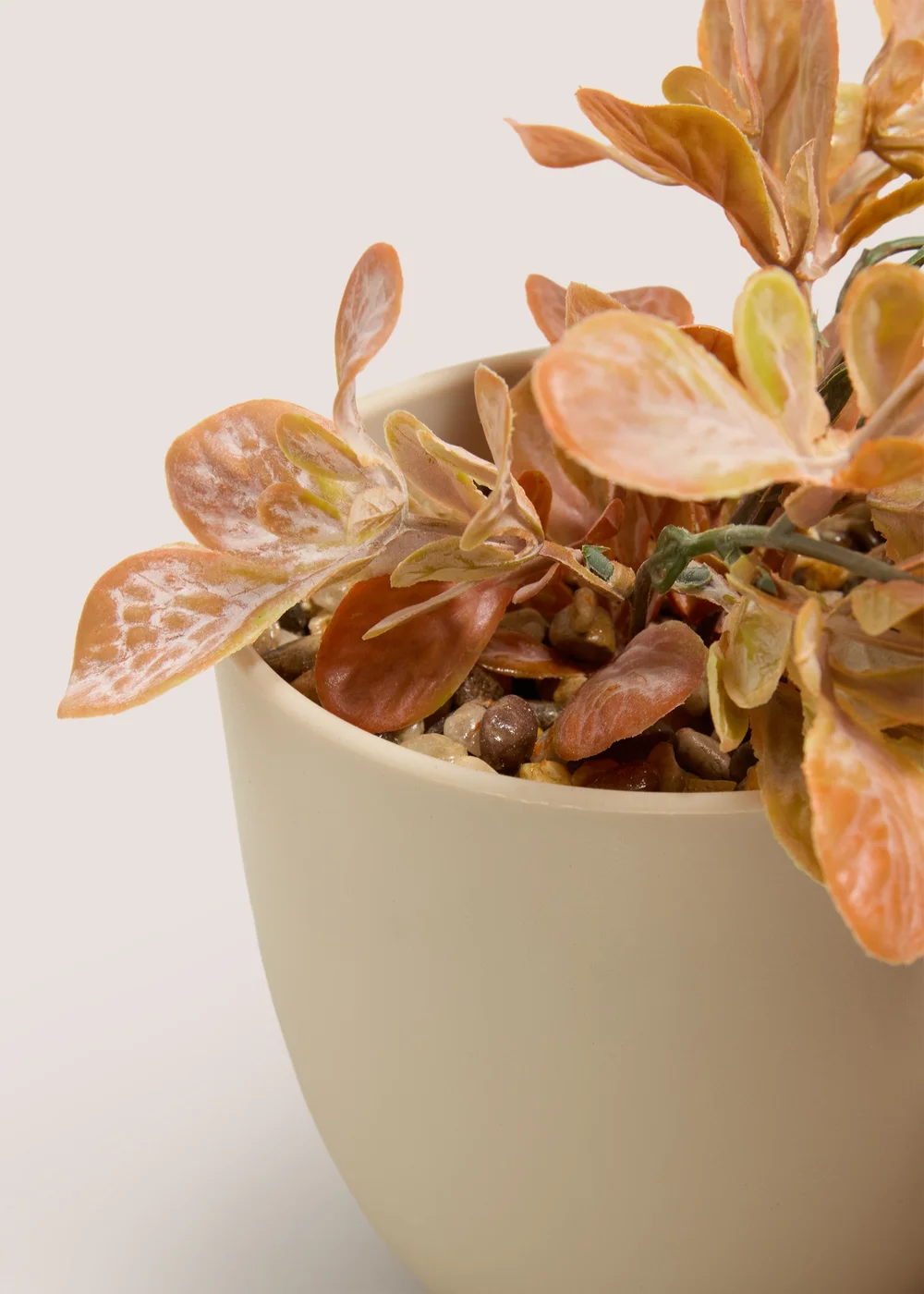 Orange Entry Trailing Plant Image 2