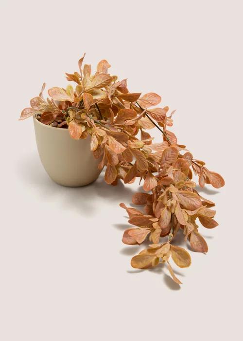 Orange Entry Trailing Plant Image 1