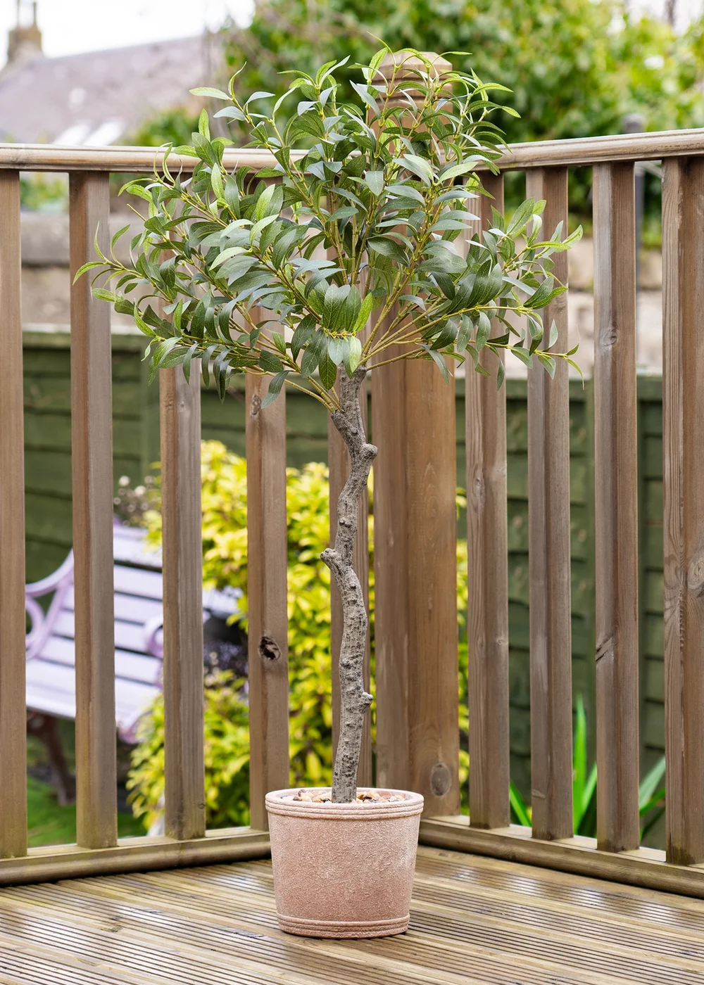Scottish Everlastings Olive Tree In Rustic Pot UV 100cm - One Size Image 2