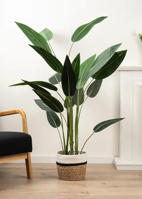 Scottish Everlastings Bird Of Paradise Tree 160Cm - One Size Image 1
