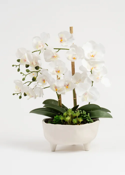 Scottish Everlastings White Orchid in Footed Cement Pot 50cm - One Size Image 2