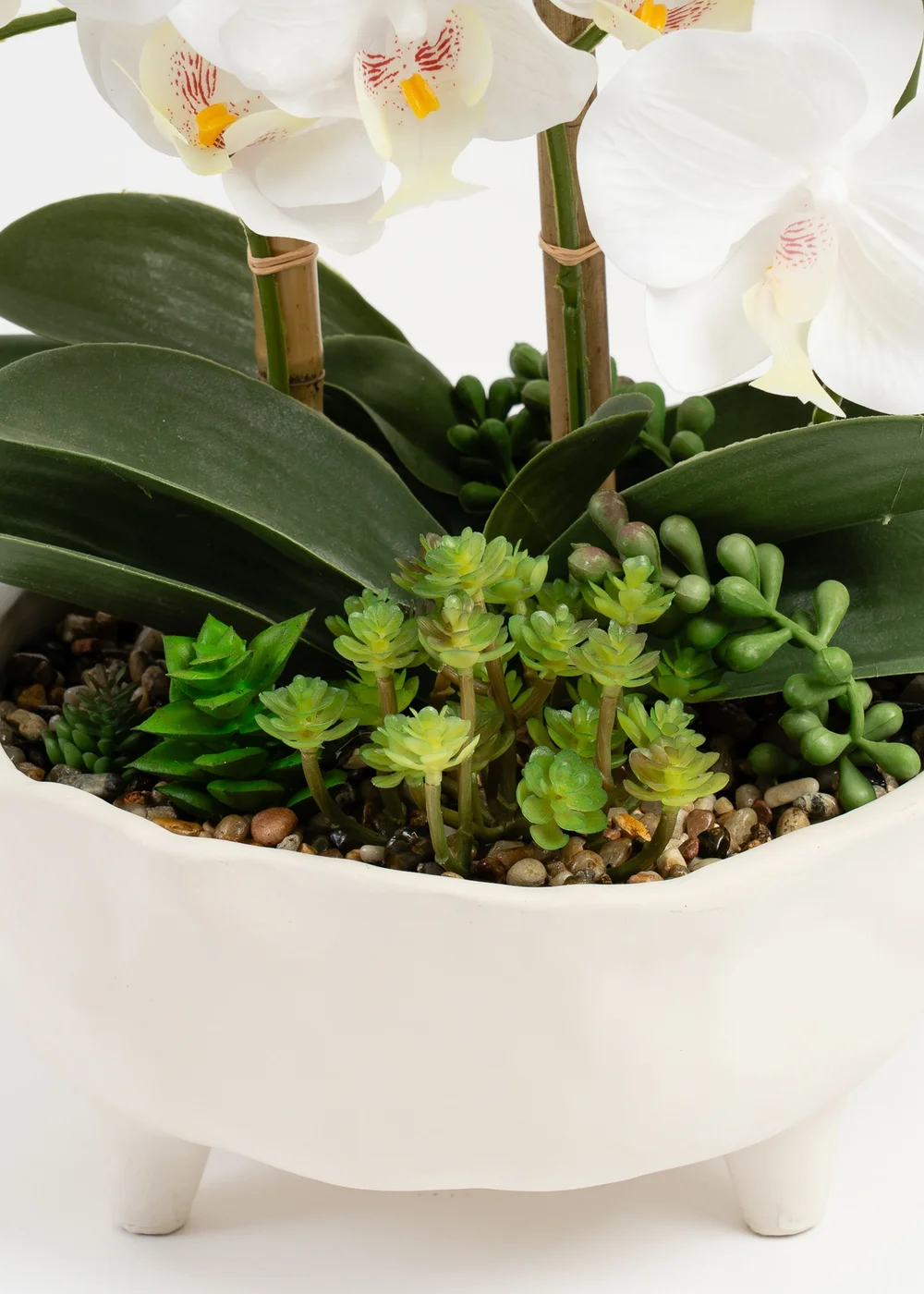 Scottish Everlastings White Orchid in Footed Cement Pot 50cm - One Size Image 3
