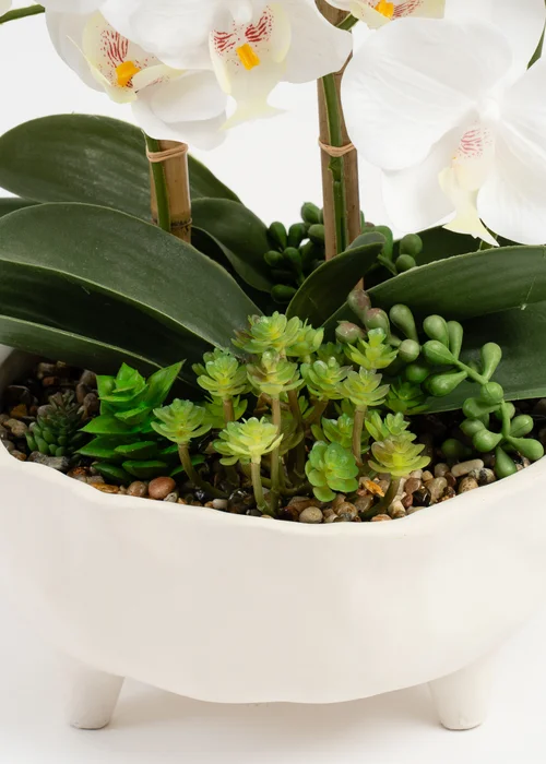 Scottish Everlastings White Orchid in Footed Cement Pot 50cm - One Size Image 3