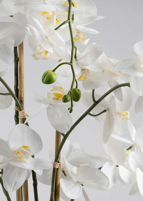 Scottish Everlastings Real Touch Phalaenopsis Orchid in Pot 110cm - One Size Image 4
