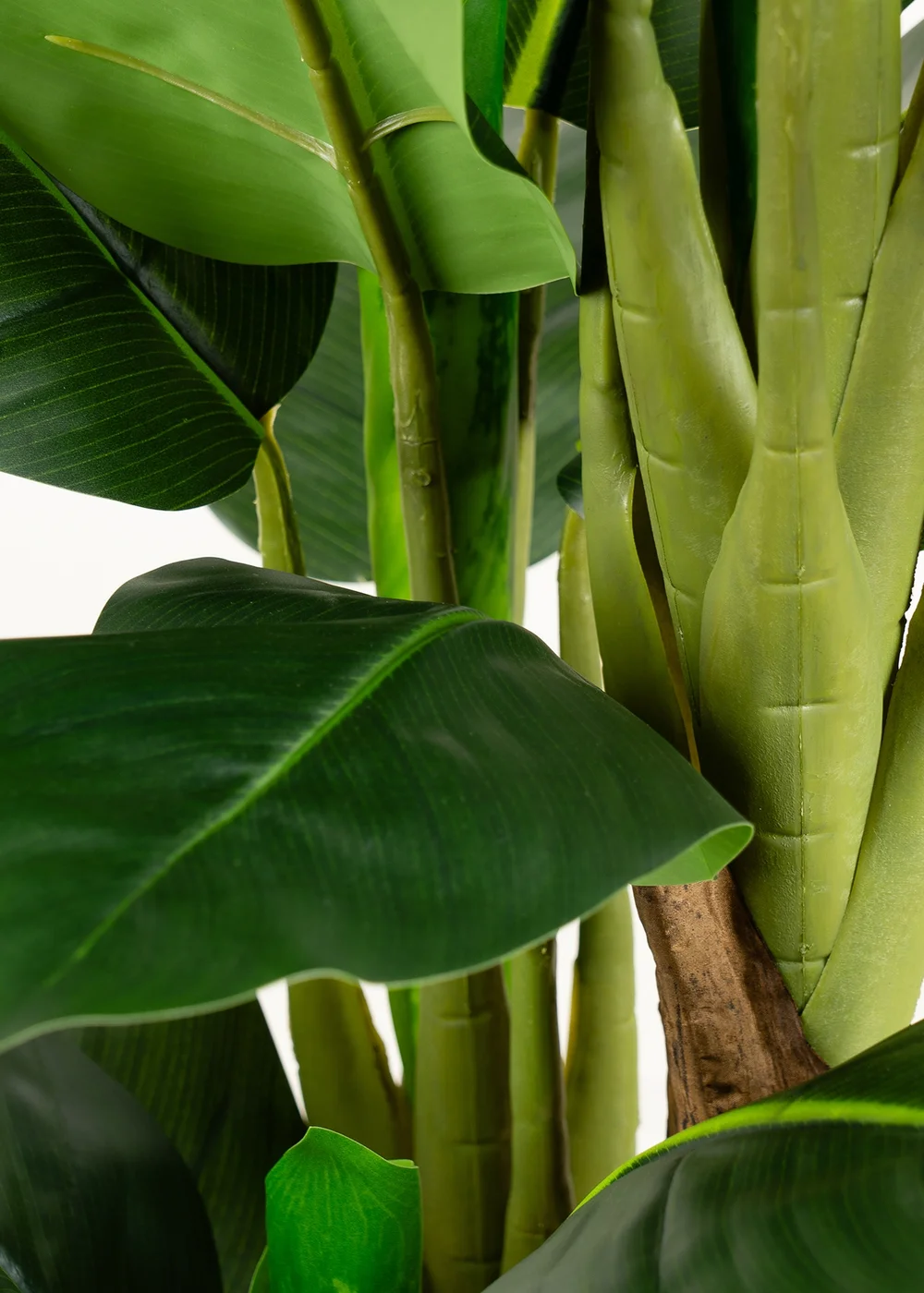 Scottish Everlastings Real Touch Dieffenbachia 120cm - One Size Image 3