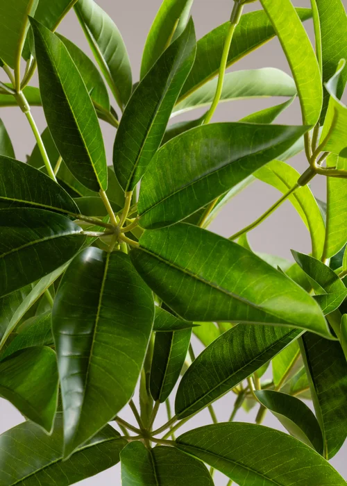 Scottish Everlastings Real Touch Schefflera / Umbrella Plant in White Pot 60cm - One Size Image 3