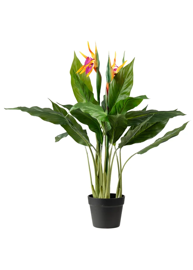 Scottish Everlastings Bird of Paradise Tree with Flower 83cm