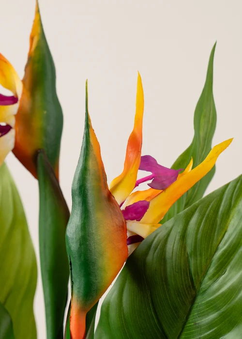 Scottish Everlastings Bird of Paradise Tree with Flower 83cm - One Size Image 3
