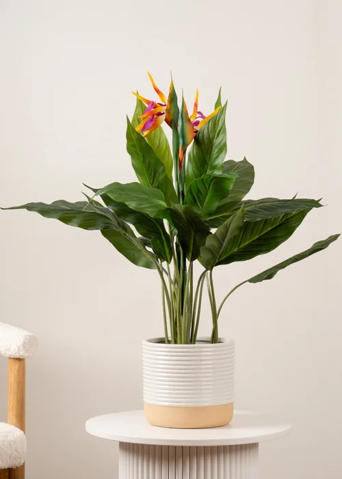 Scottish Everlastings Bird of Paradise Tree with Flower 83cm - One Size Image 1